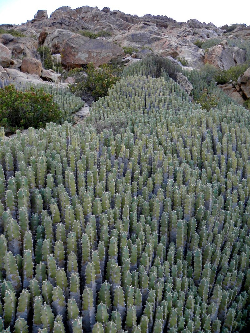Resin Spurge photo 5