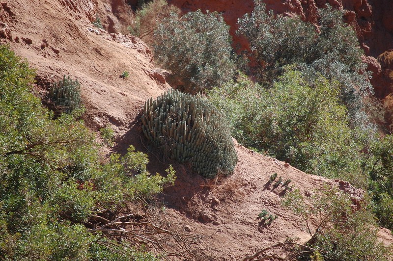 Resin Spurge photo 6