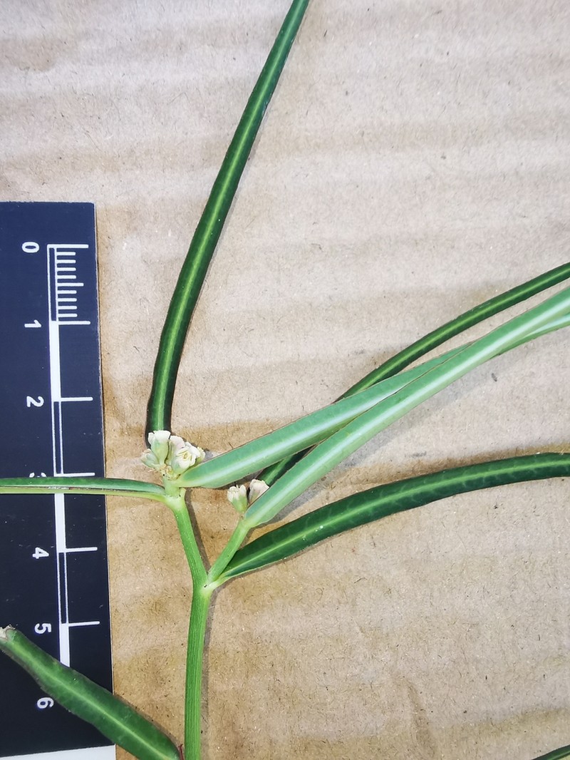 Euphorbia restiacea