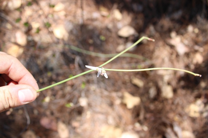 Euphorbia restiacea photo 2