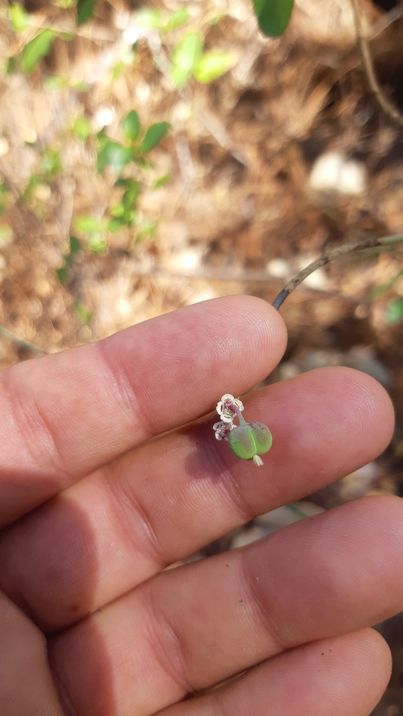 Euphorbia restiacea photo 4