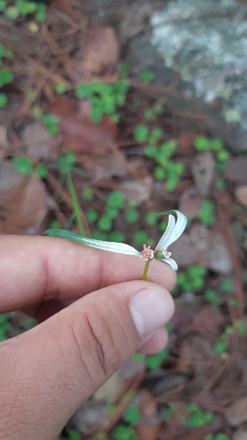 Euphorbia restiacea photo 6