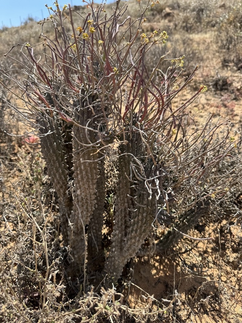 Euphorbia restituta photo 2
