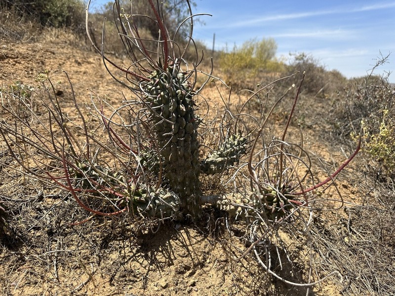 Euphorbia restituta photo 3
