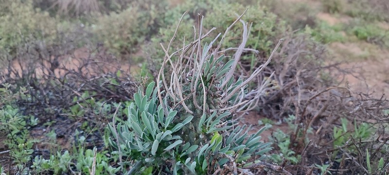 Euphorbia restituta photo 4
