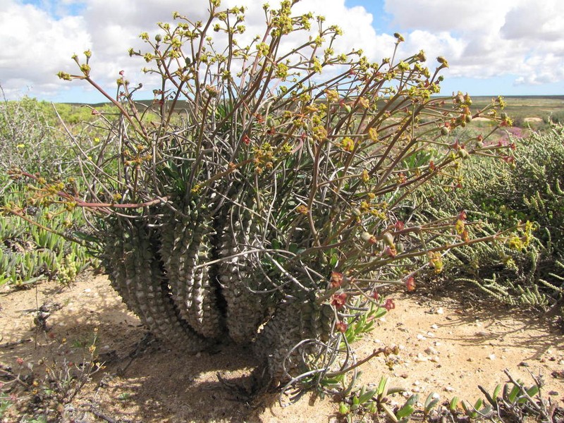 Euphorbia restituta photo 5
