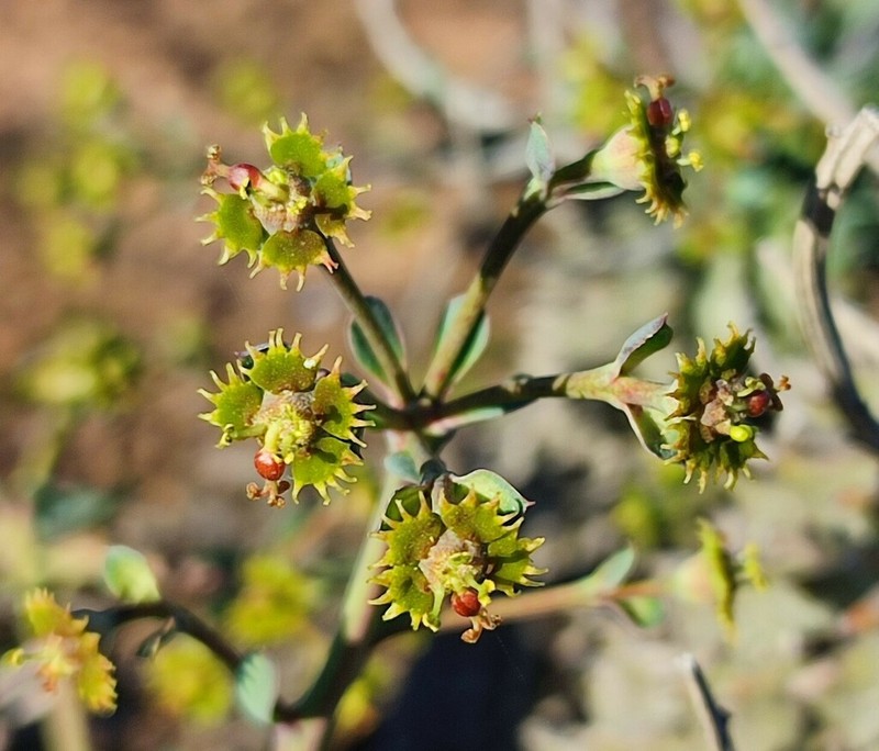 Euphorbia restituta photo 6