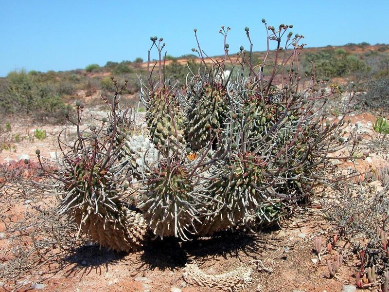 Euphorbia restituta photo 8