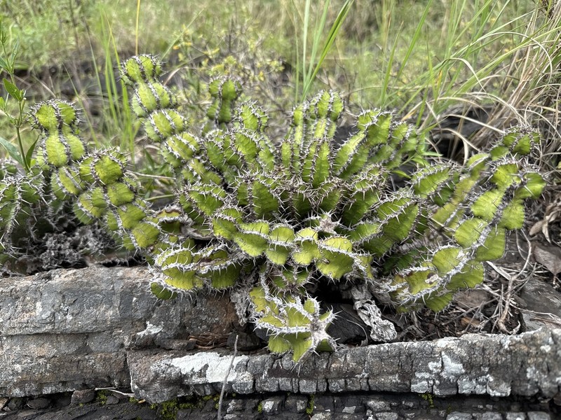 Euphorbia restricta photo 2