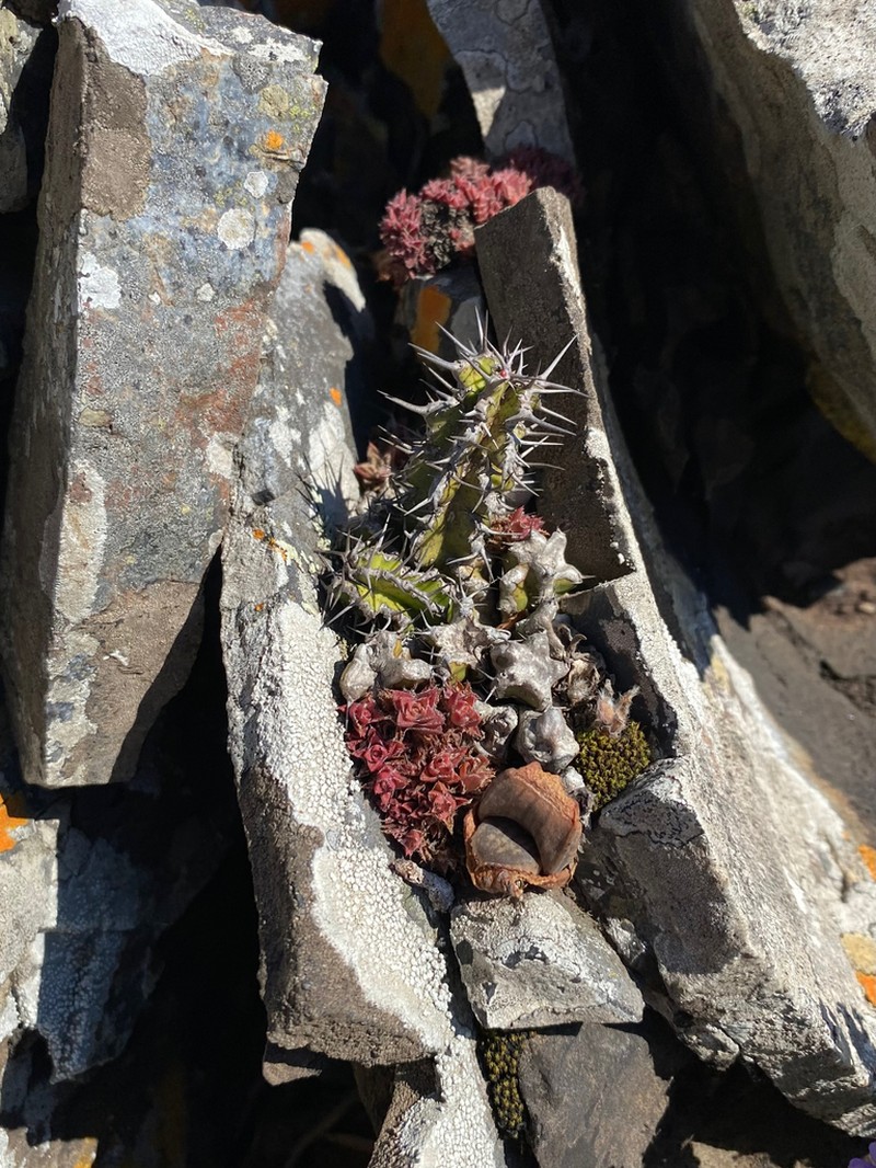 Euphorbia restricta photo 3