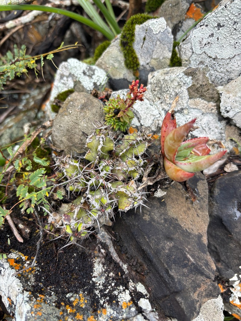 Euphorbia restricta photo 4