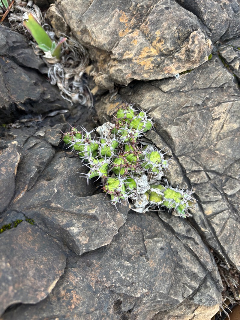 Euphorbia restricta photo 5