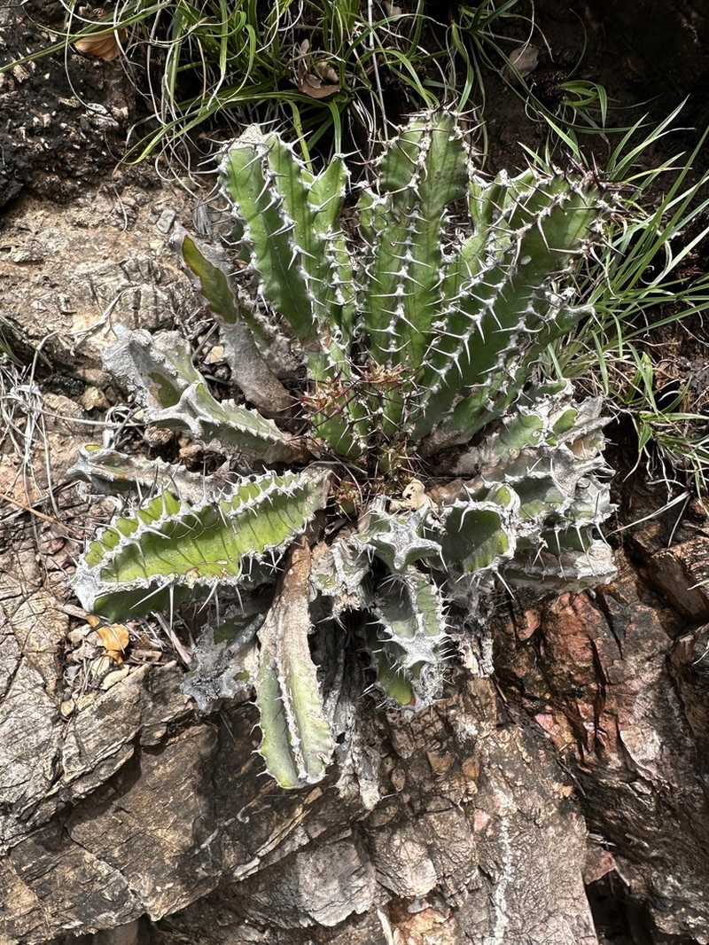 Euphorbia restricta photo 6