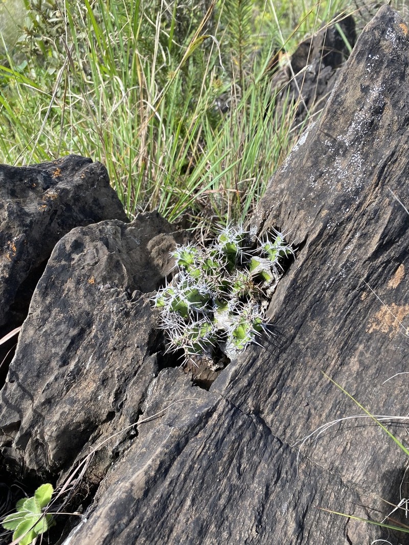 Euphorbia restricta photo 7