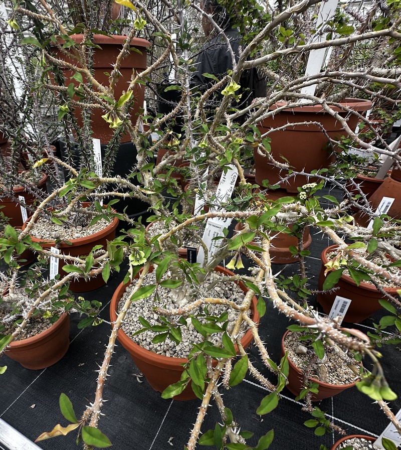 Euphorbia retrospina photo 2