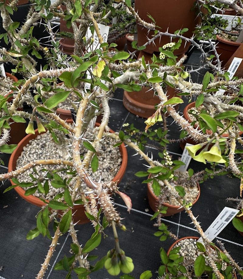 Euphorbia retrospina photo 3