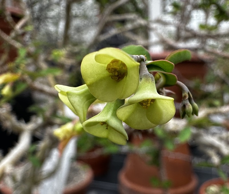 Euphorbia retrospina photo 4