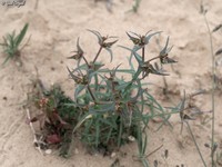 Euphorbia retusa