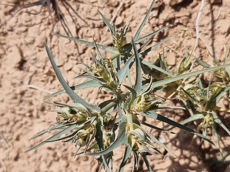 Euphorbia retusa photo 2