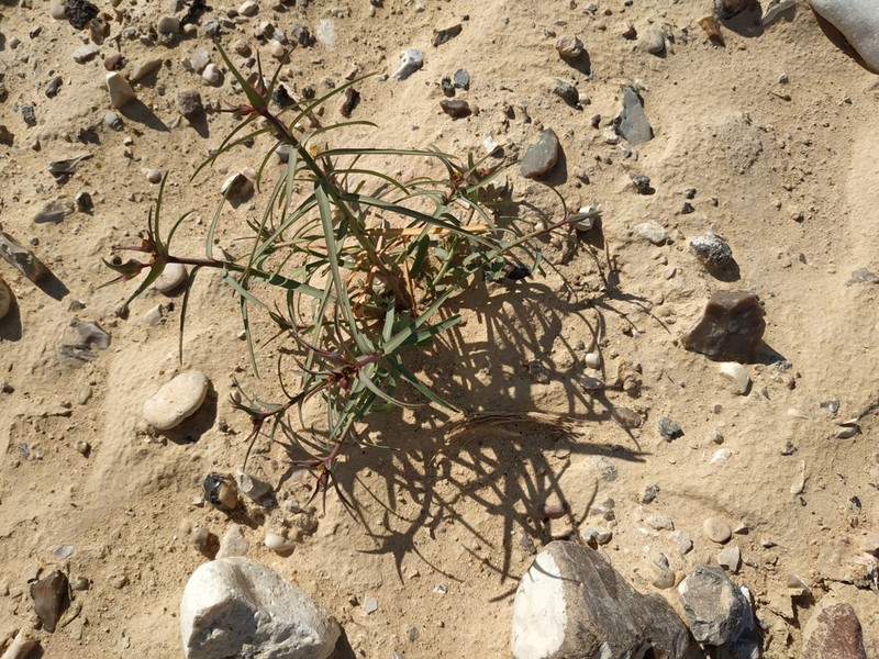 Euphorbia retusa photo 3