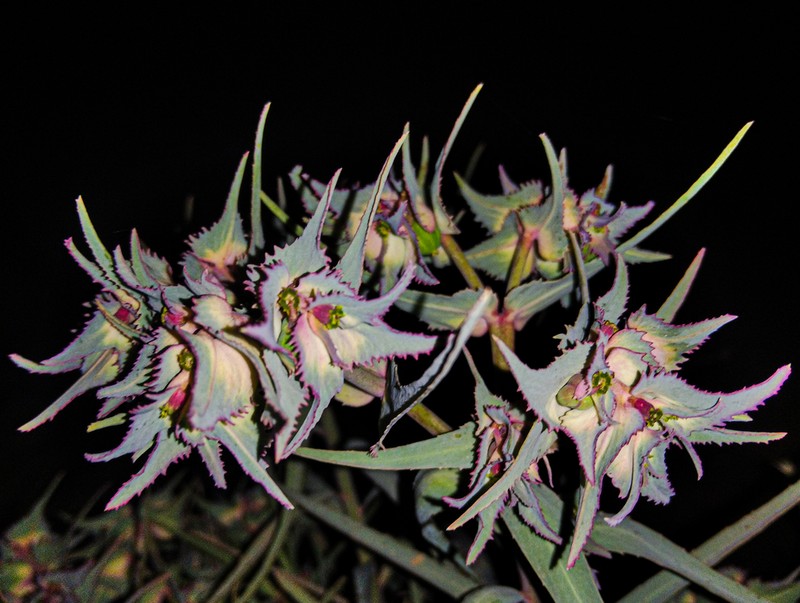 Euphorbia retusa photo 4