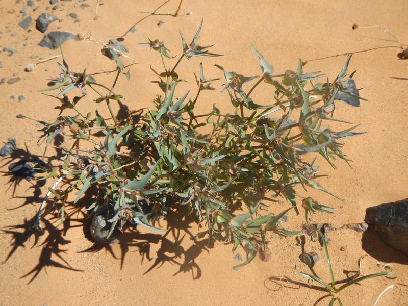Euphorbia retusa photo 5