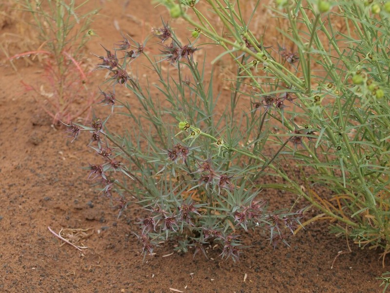 Euphorbia retusa photo 6