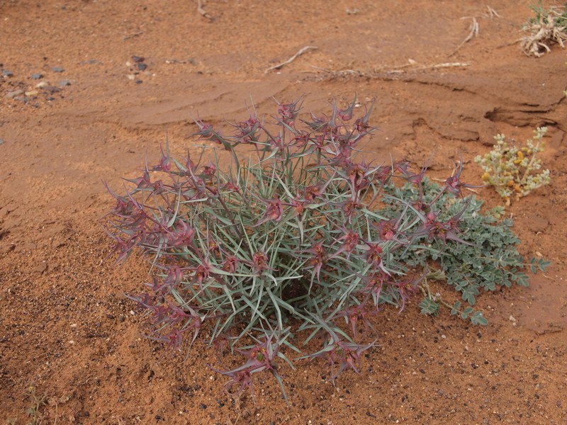 Euphorbia retusa photo 7