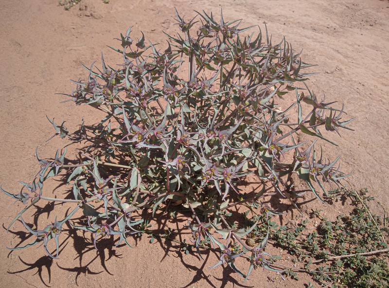 Euphorbia retusa photo 8