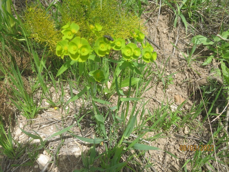 Euphorbia reuteriana