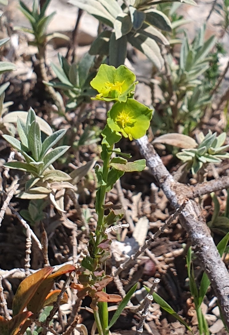 Euphorbia reuteriana photo 2