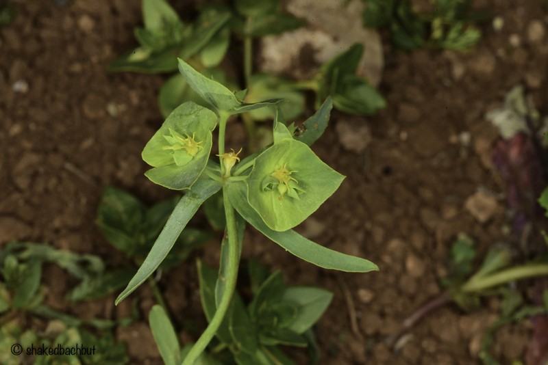 Euphorbia reuteriana photo 3