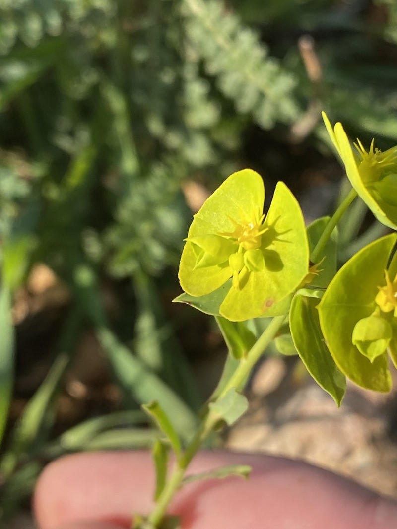 Euphorbia reuteriana photo 4