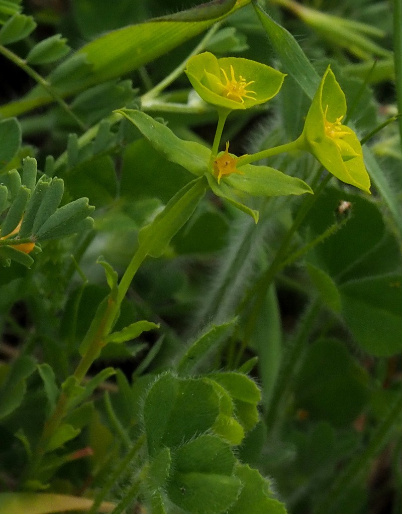 Euphorbia reuteriana photo 5