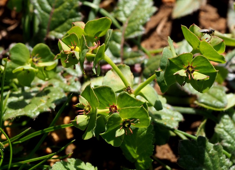 Euphorbia reuteriana photo 6