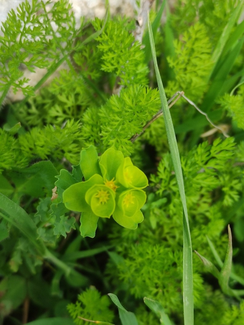 Euphorbia reuteriana photo 7