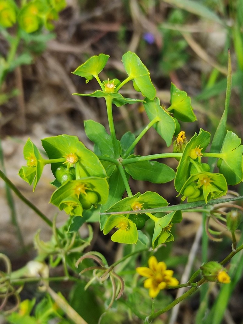 Euphorbia reuteriana photo 8