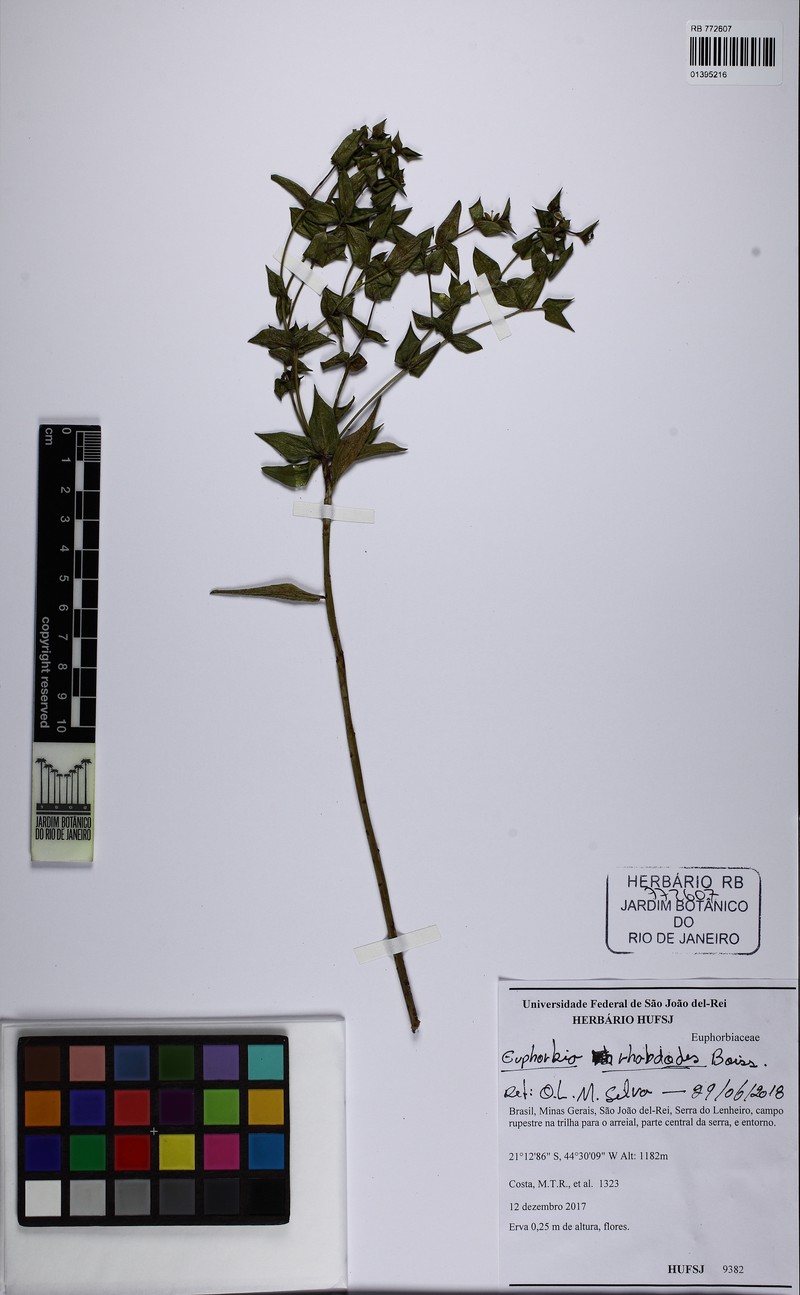 Euphorbia rhabdodes