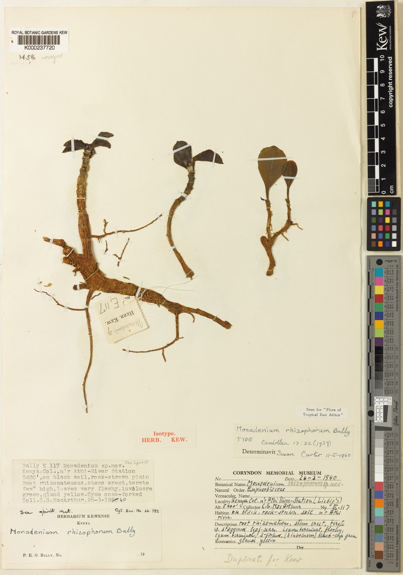Euphorbia rhizophora photo 2