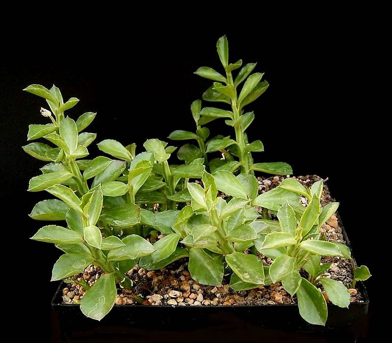 Euphorbia rhizophora