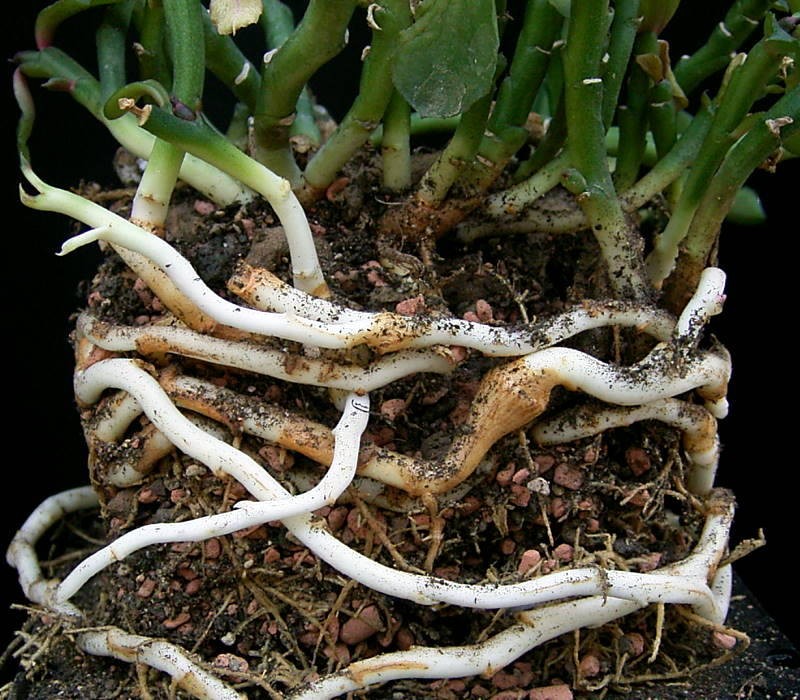 Euphorbia rhizophora photo 3