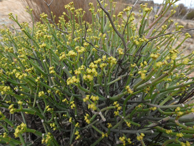 Euphorbia rhombifolia