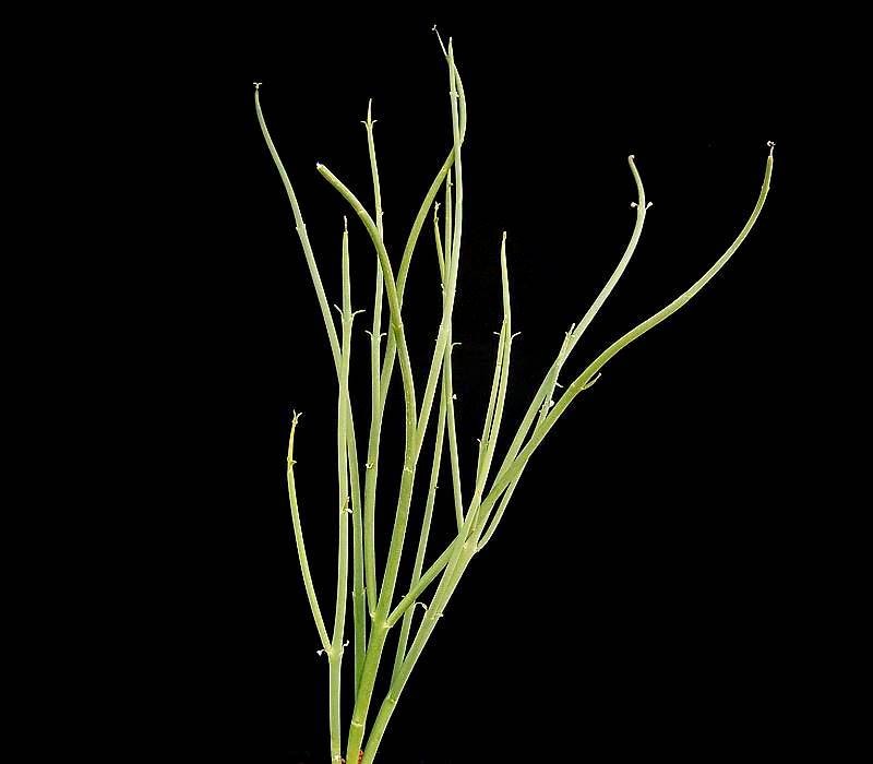Euphorbia rhombifolia photo 2