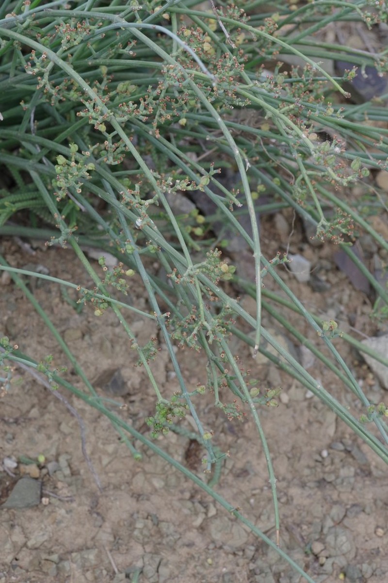 Euphorbia rhombifolia photo 3
