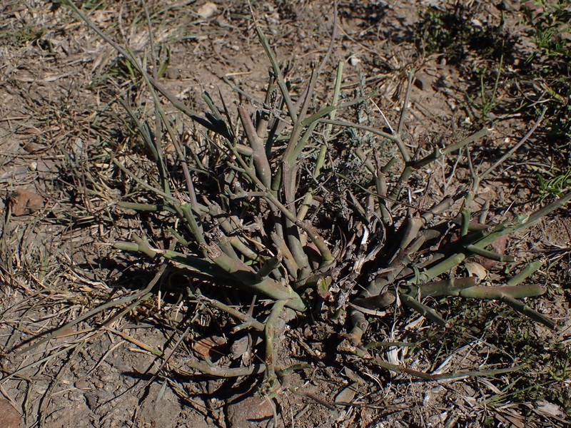 Euphorbia rhombifolia photo 4