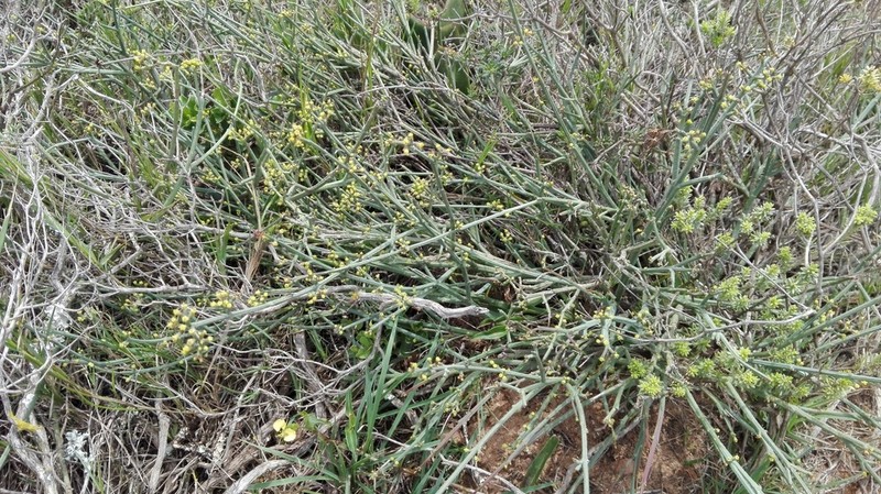 Euphorbia rhombifolia photo 5