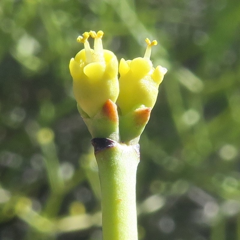 Euphorbia rhombifolia photo 6