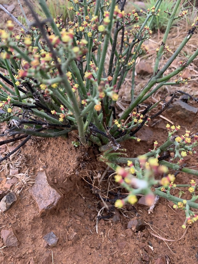 Euphorbia rhombifolia photo 7