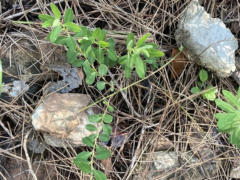 Euphorbia rhytidosperma