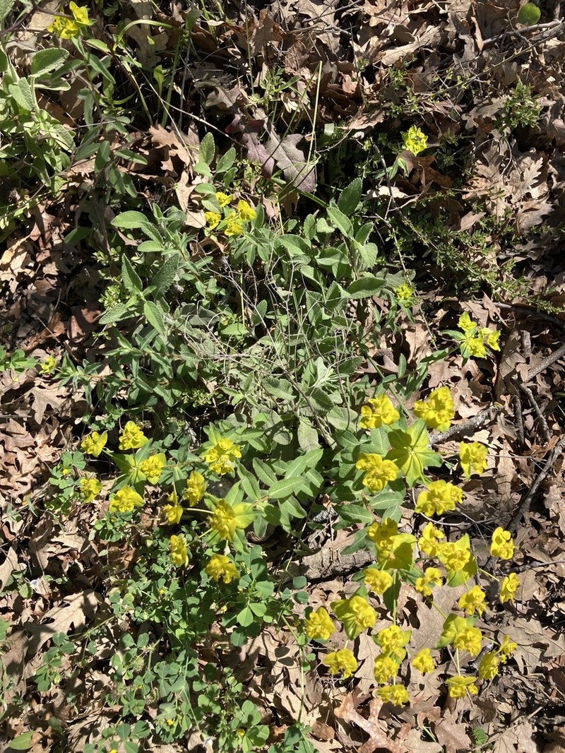 Euphorbia rhytidosperma photo 2